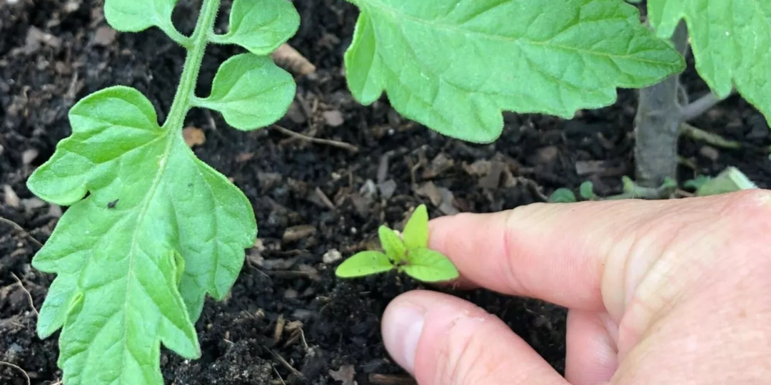 Все от них избавляются, а они спасают томаты от фитофторы. Сорняки, которые нельзя выдирать на грядках