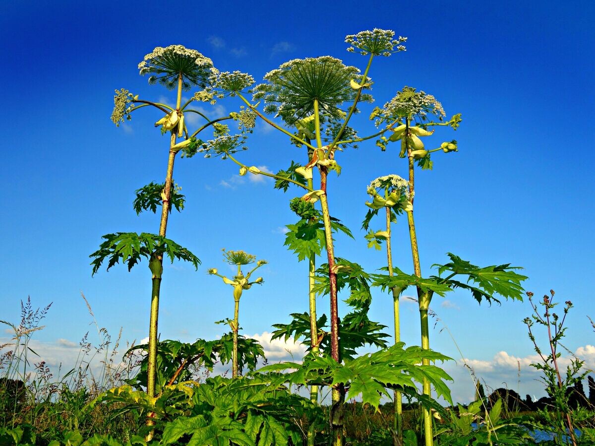    Борщевик | CC0 / MabelAmber /