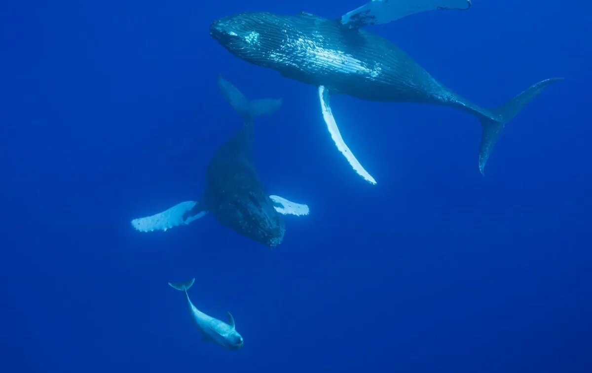    В музее Мирового океана отметят День защиты китов