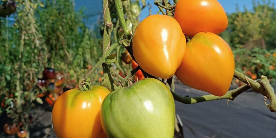 Заменят на столе конфеты! 11 томатов, которые стоит попробовать в 2026 году: успейте посеять на рассаду