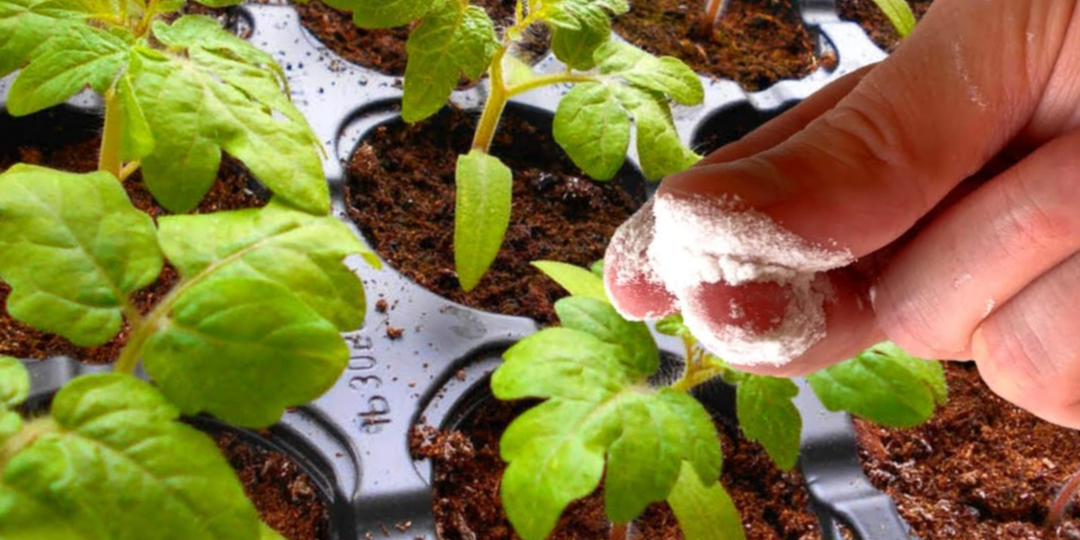 Моя рассада больше не вытягивается даже в темноте: 3 грамма «порошка», и растения прут вширь