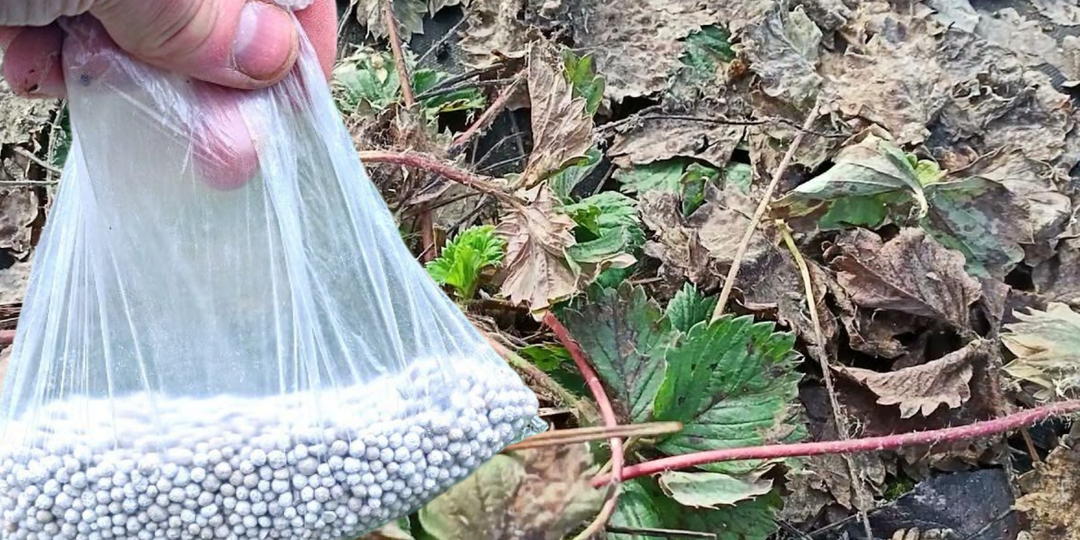 Точно порадует сладкими и большими ягодами. В марте после схода снега сразу сыплю подкормку по клубнике