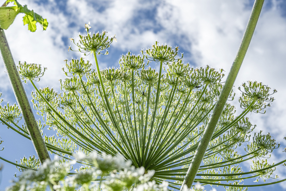    Растение борщевик GLP