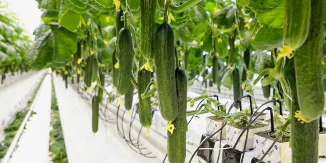 Золотой огурец: почему российский овощ стоит как мясо и кто на самом деле зарабатывает на зимнем урожае