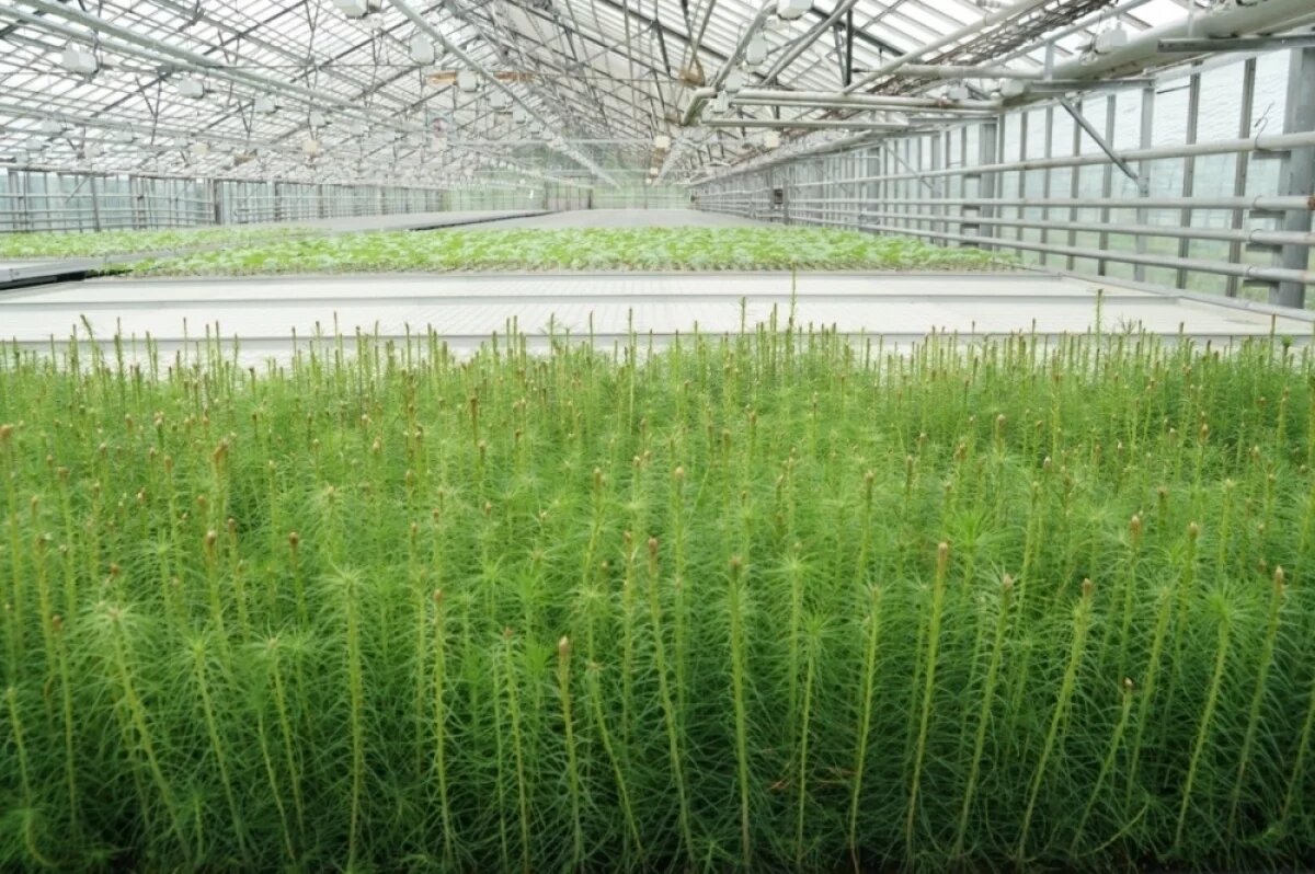    Приангарью выделили почти 60 миллионов на модернизацию Мегетского питомника