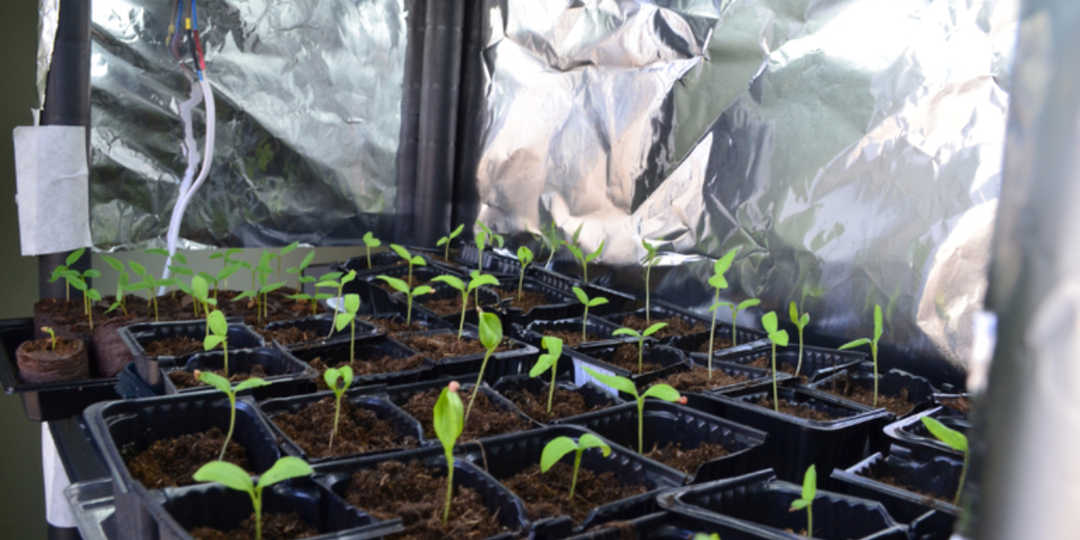 Рассада растёт шикарной благодаря фольге! Не думал, что буду скупать фольгу для выращивания рассады