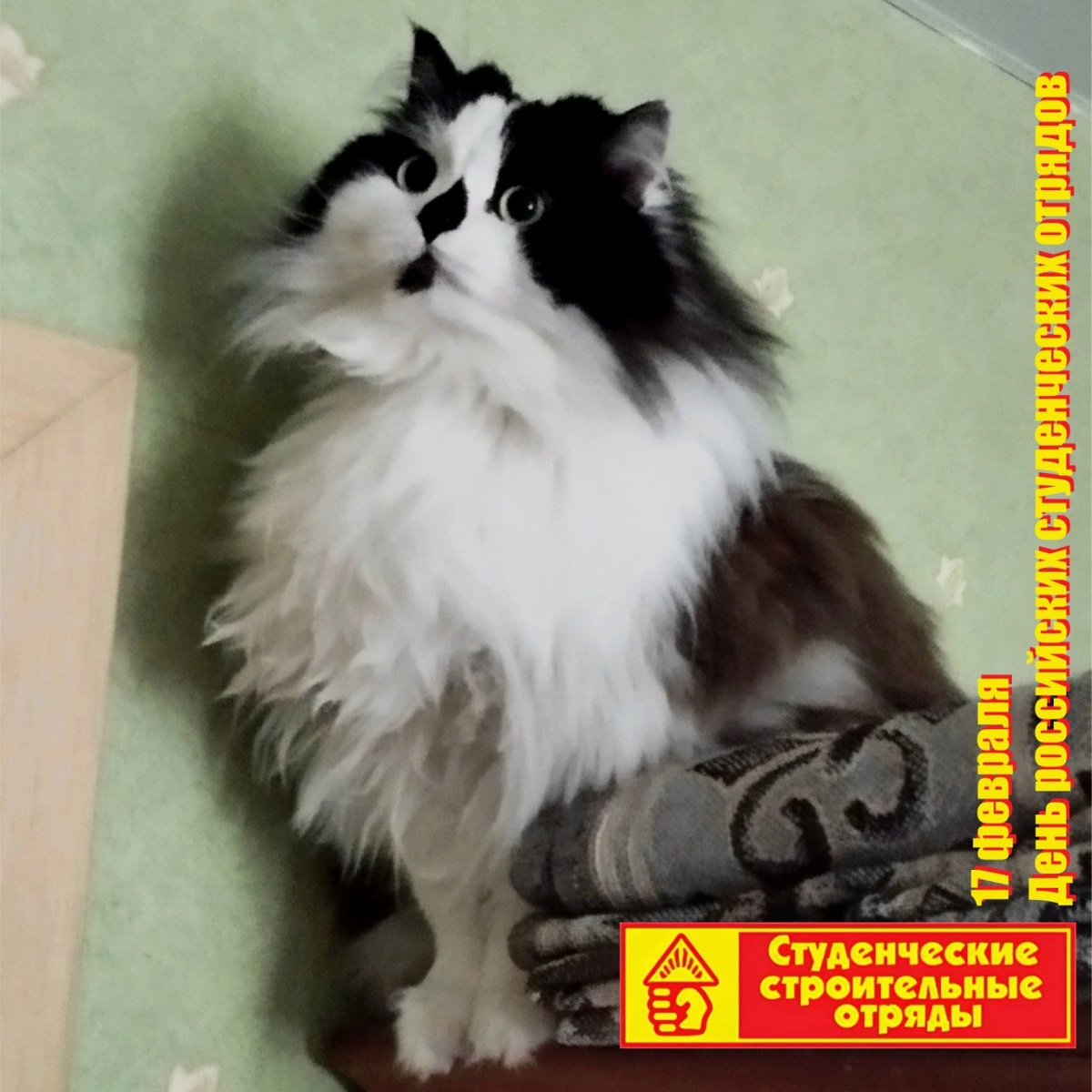 🐾 Комментарий Котейки По Имени Роршах: