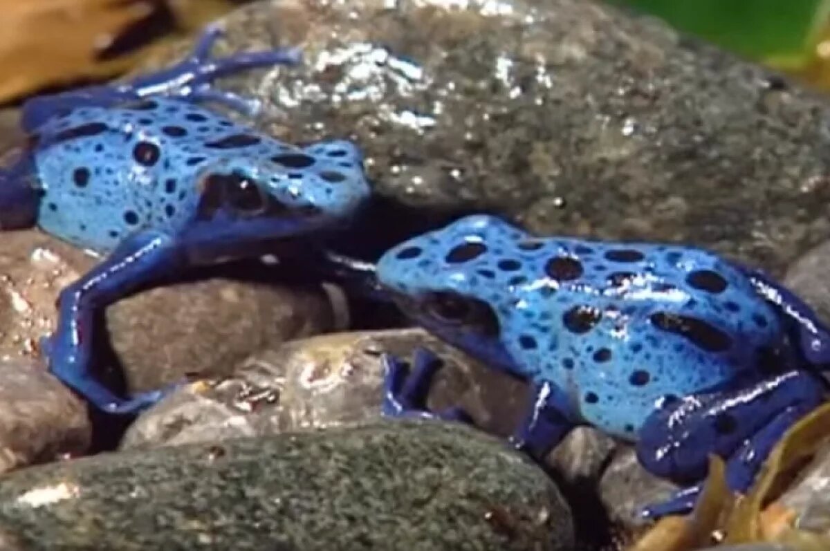    Токсиколог Ринк: упомянутый Захаровой яд эквадорской лягушки сложно достать