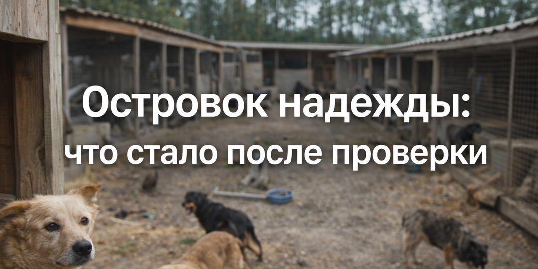 «Островок надежды» после скандала: что произошло дальше — и почему эта история не закончилась на проверке (Ленинградская область)