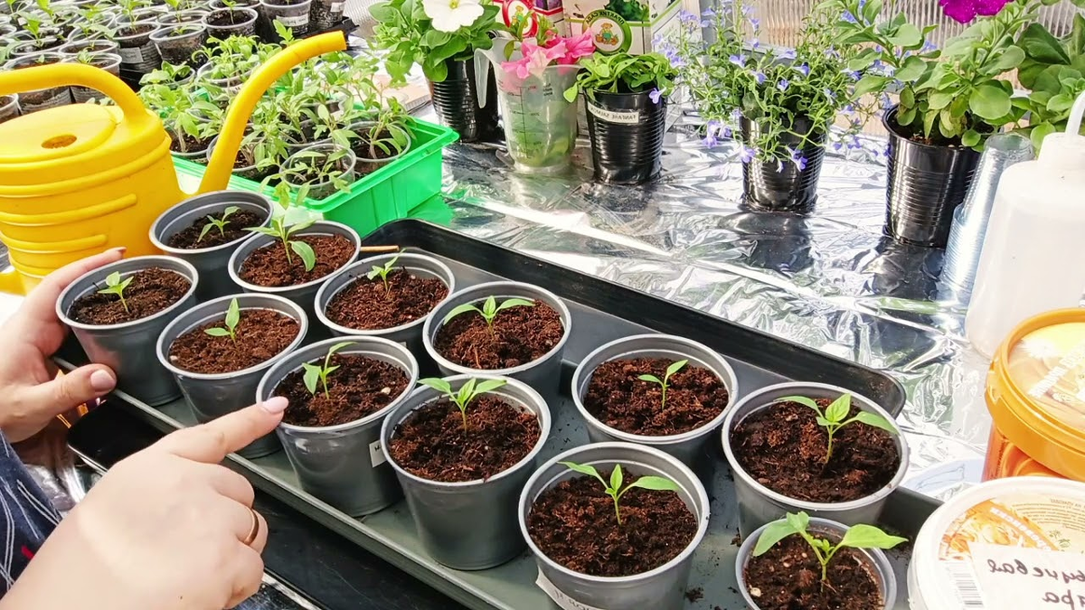 Яндекс. Картинки