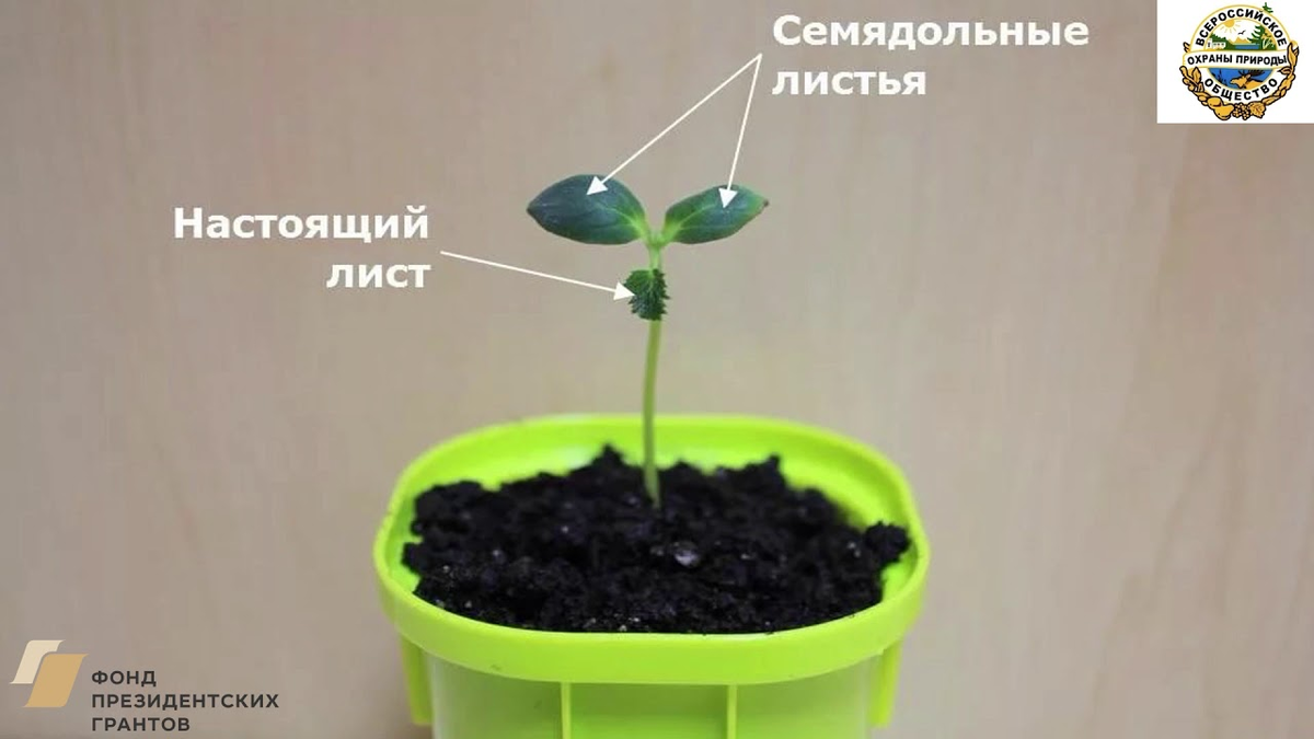 Яндекс. Картинки