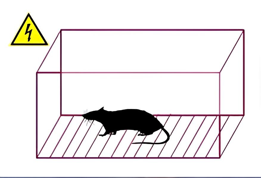 Эксперимент на крысах. Часть первая – настрессировать самца