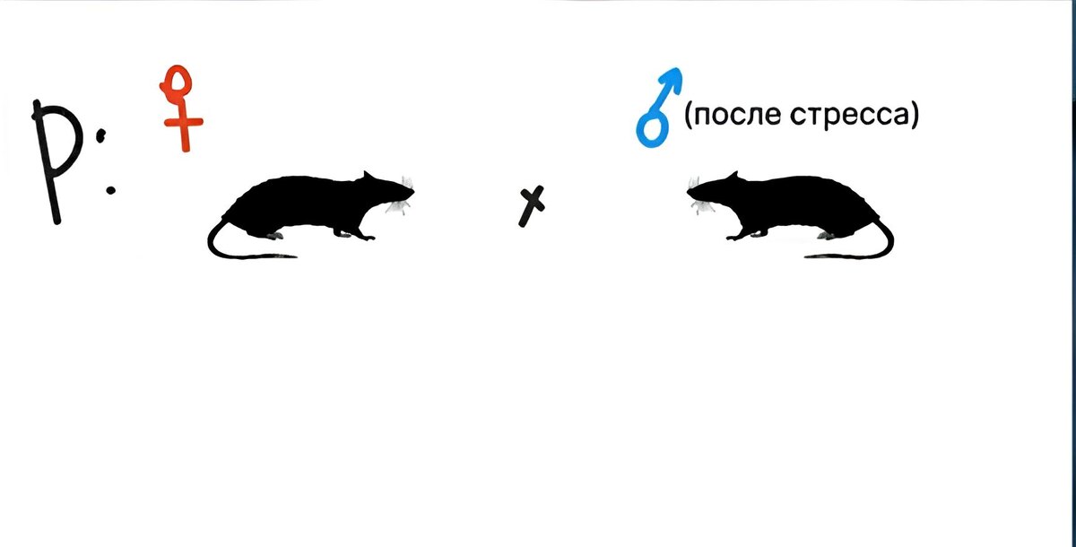 Эксперимент на крысах. Часть вторая – получение потомства от настрессированного самца