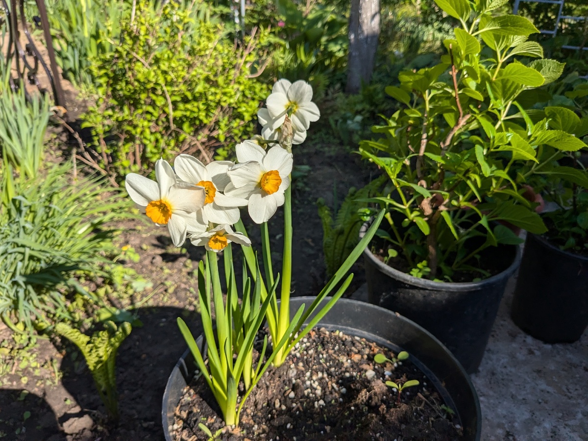 Нарцисс тацеттовидный, сорт Geranium