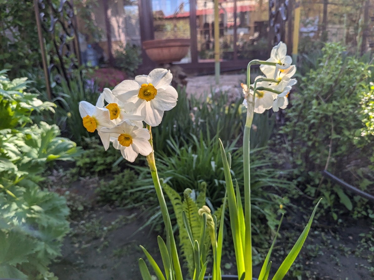 Пересорта нет - это уже за счастье считается