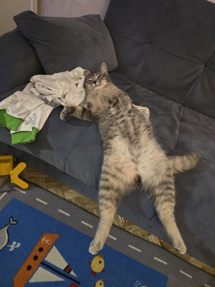 Ларри передаёт всем огромный привет, желает отличного дня и посылает лучики своего кошачьего счастья!