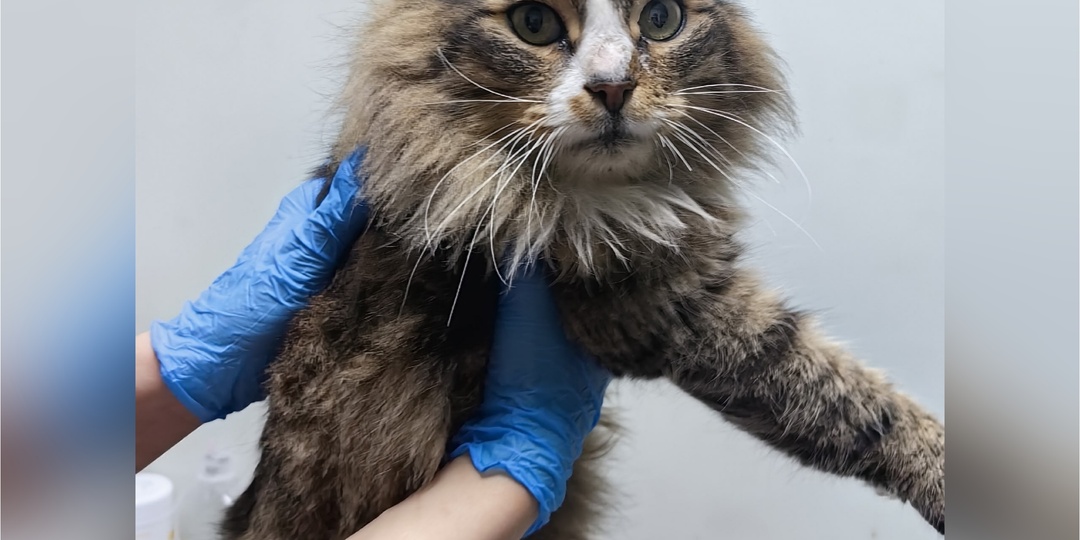 К нам приехали новички и вернулись прежние постояльцы