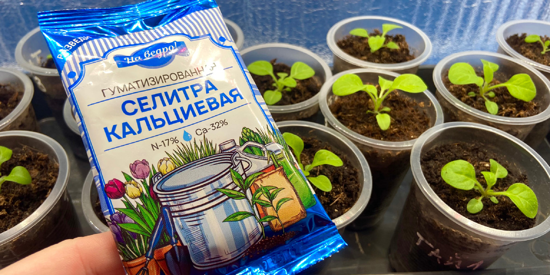 Первая и самая важная подкормка петунии.