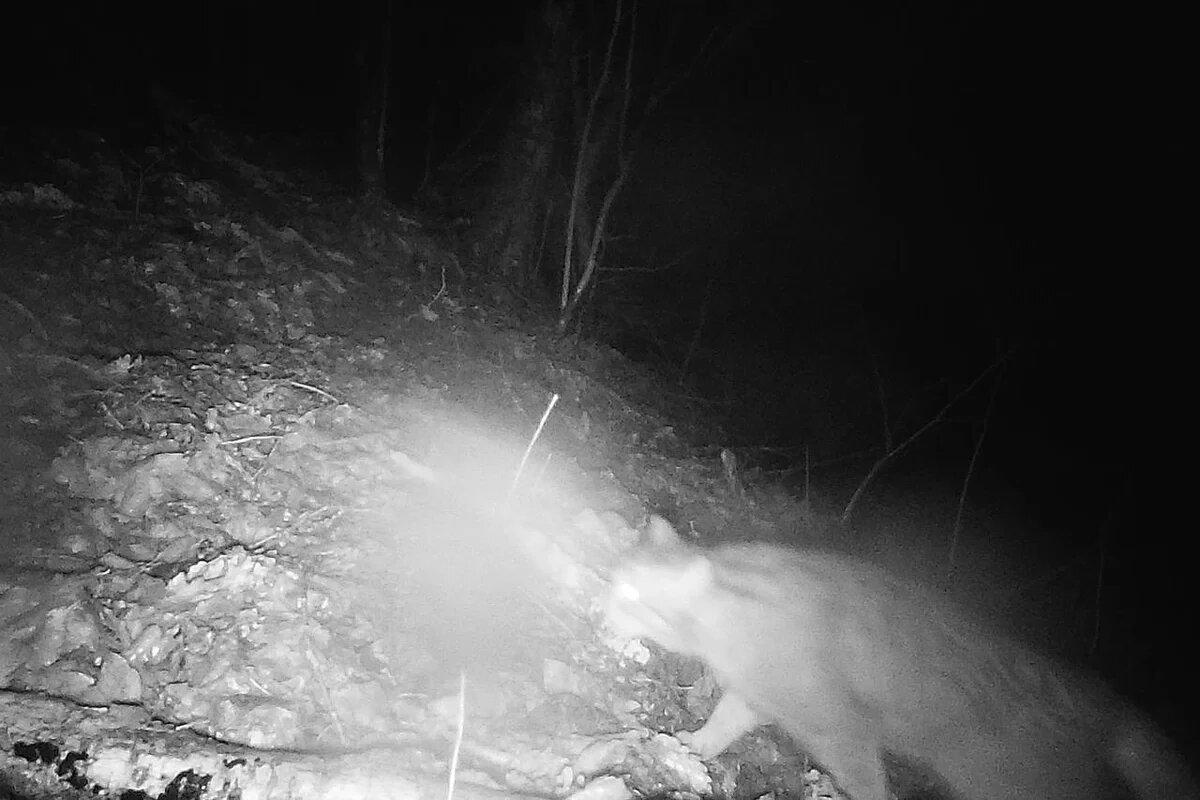    Фото t.me/mpr_kk