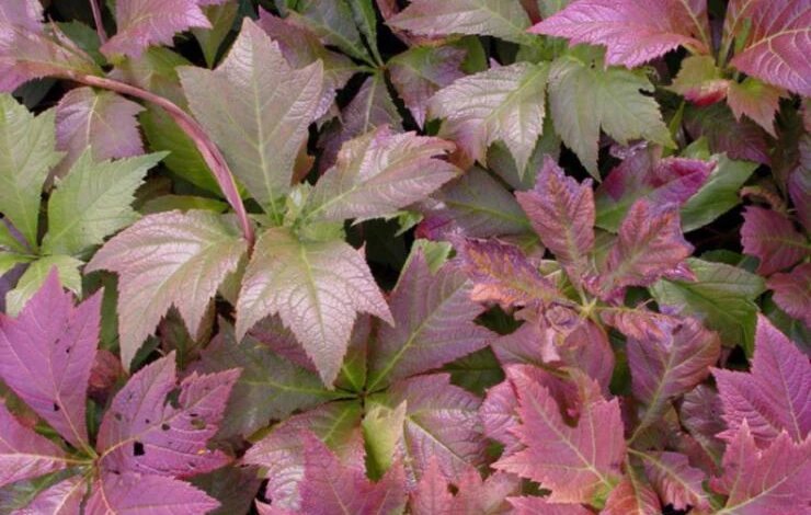 Р. стополистная