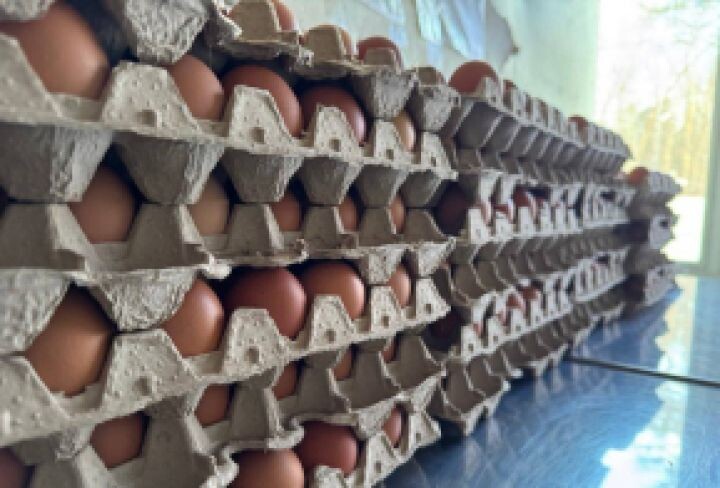    Фото:пресс-служба министерства сельского хозяйства и продовольствия Хабаровского края