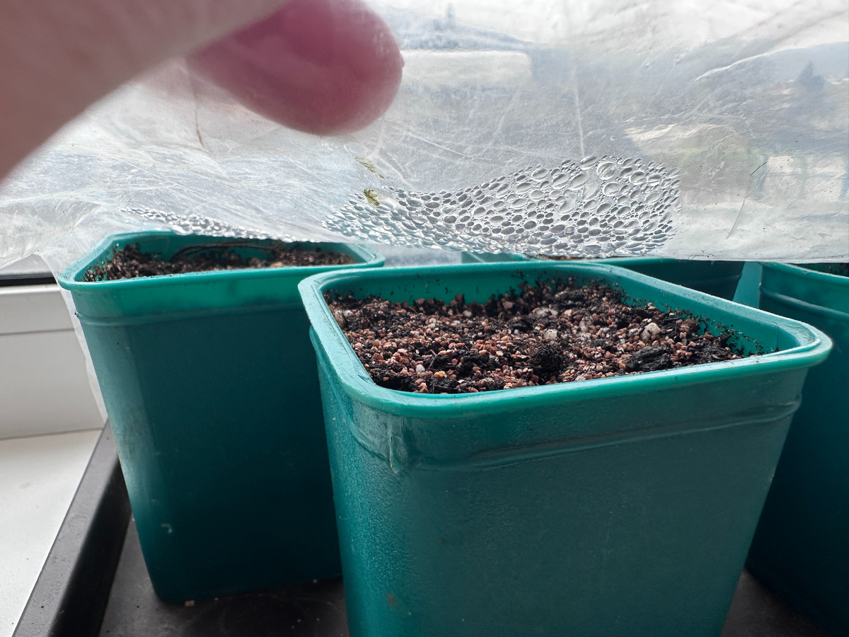 На окне уже греются первые семена в нашей почвосмеси.