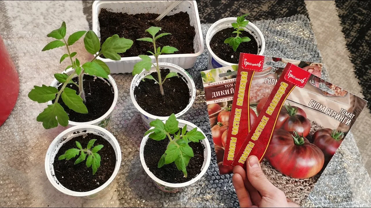 Яндекс. Картинки