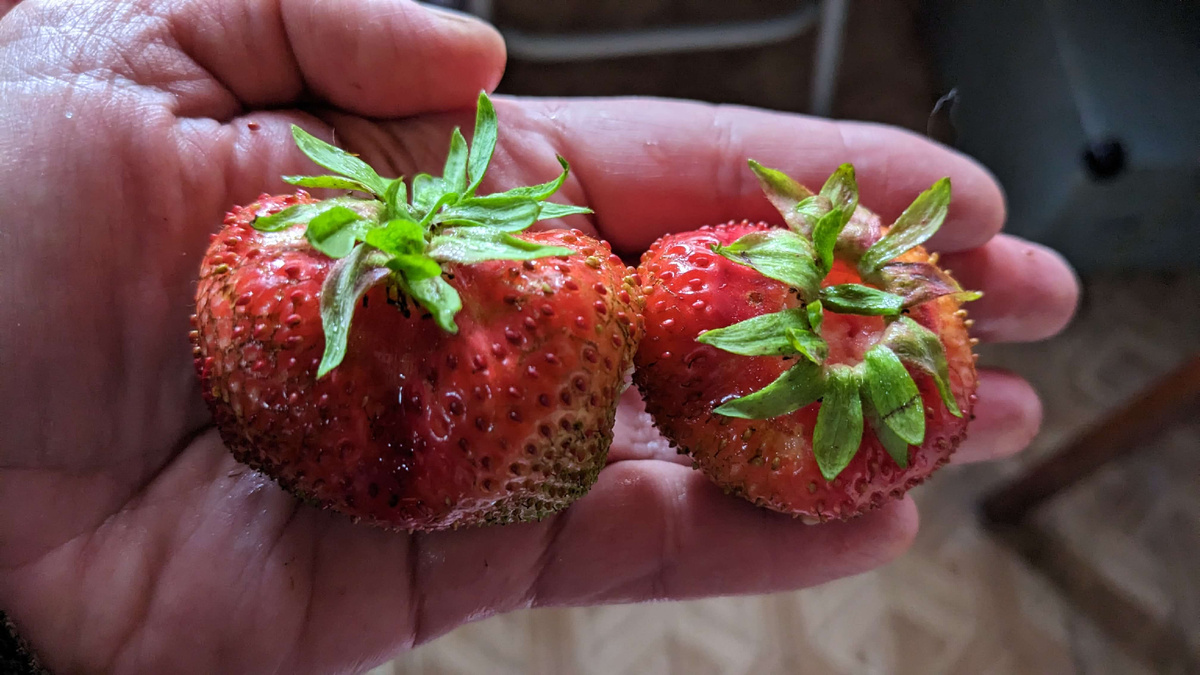 Такие ягоды у меня были - не только большие, но и  вкусные