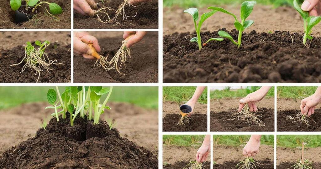Главная ошибка 90% дачников: почему ваша рассада гибнет после пересадки.