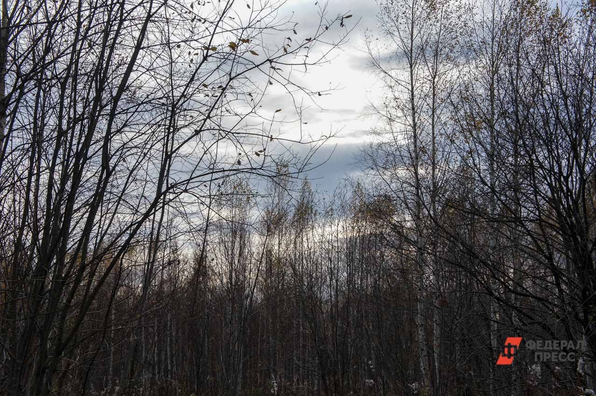 Следствие пришло к выводу, что мужчина заблудился в лесу и стал жертвой диких хищных животных.  Фото: Фото: ФедералПресс / Елена Майорова