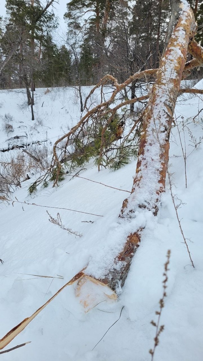    Фото из ТГ-канала samarap