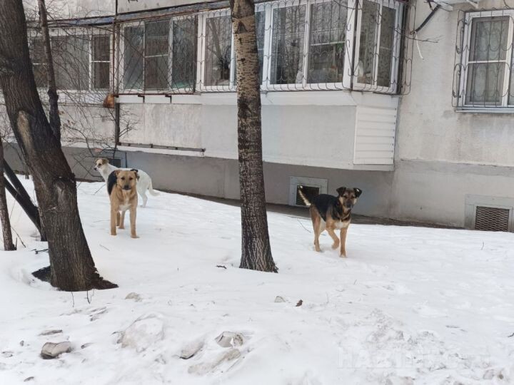    Фото:Екатерина Подпенко