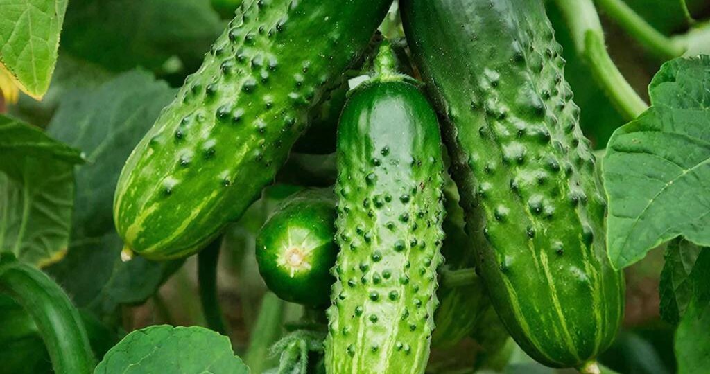 🥒 Горькие огурцы? Забудьте! Выбираем сорта, которые всегда будут радовать вкусом! ☀️