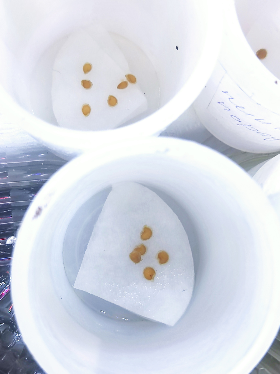 И ВОТ ТАК ОНИ БУДУ НАБИРАТЬСЯ СИЛ 40 ЧАСО!!! (оно мне ..)