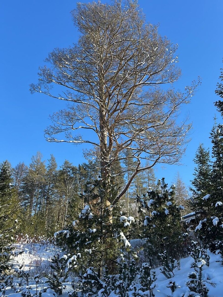    Алексей Чадов с семьей на отдыхе в Республике Алтай. Источник: @alexeychadovofficial*