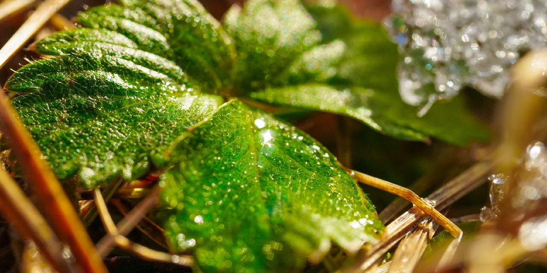 Глубокая зима в Сибири: откуда здесь зелень?