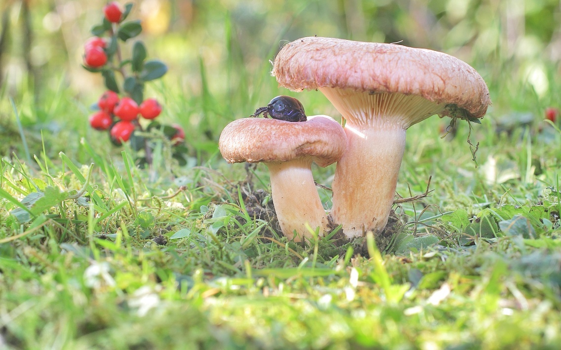 Фотография из интернета