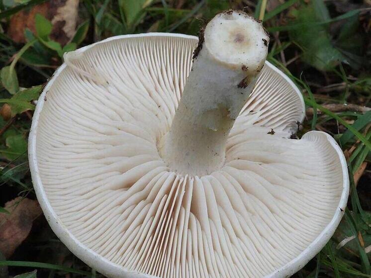     Фото сгенерировано ИИ