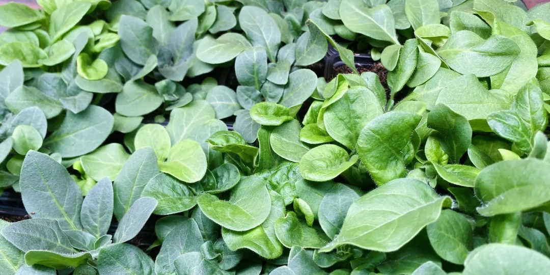 Уплотняемся! Как ращу рассаду, чтобы вмещалось по 500 штук на 2 кв. метрах