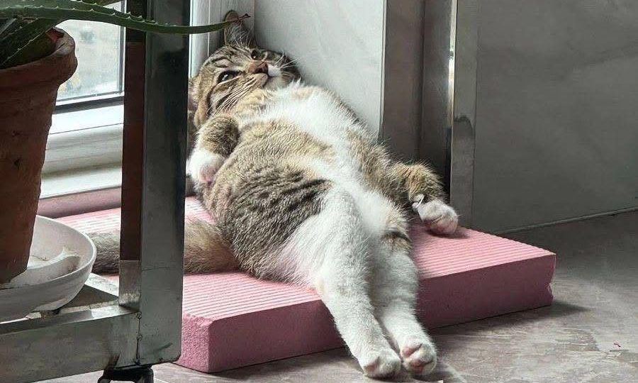 Дофаминовая яма: почему за яркими вспышками счастья приходит опустошение