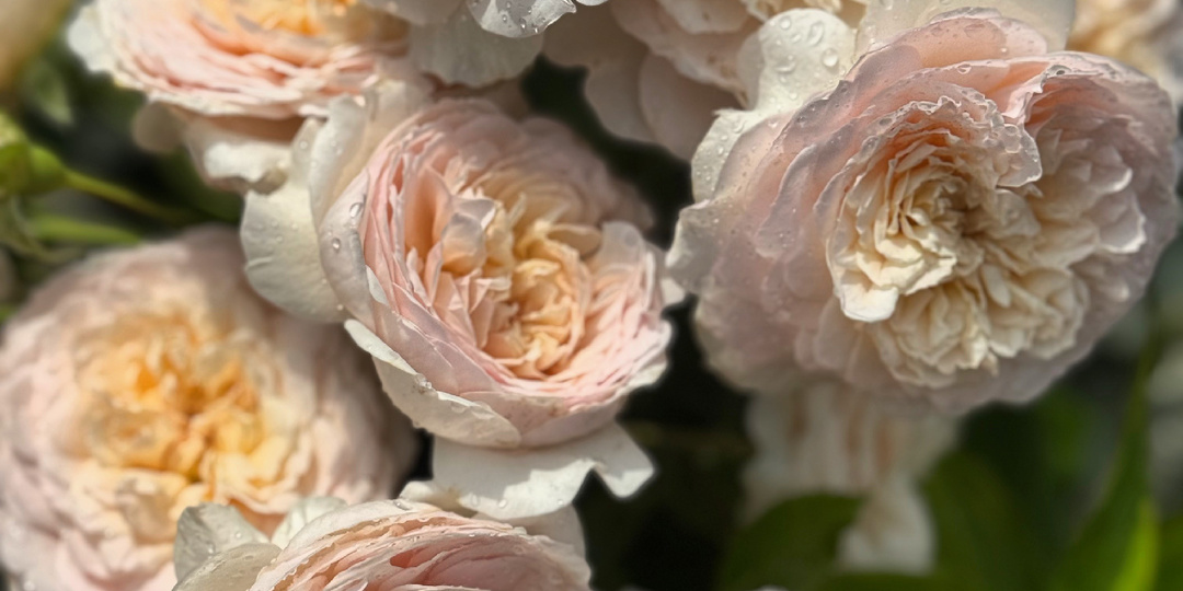 Как садовник из Англии покорил мир🌹