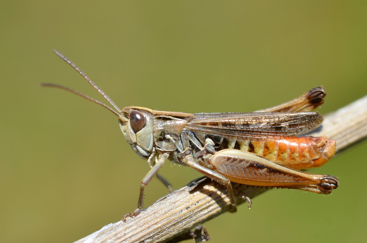 Классика в миниатюре: этот прыгун не больше хвойной иголки, но поет не тише крупных сородичей.