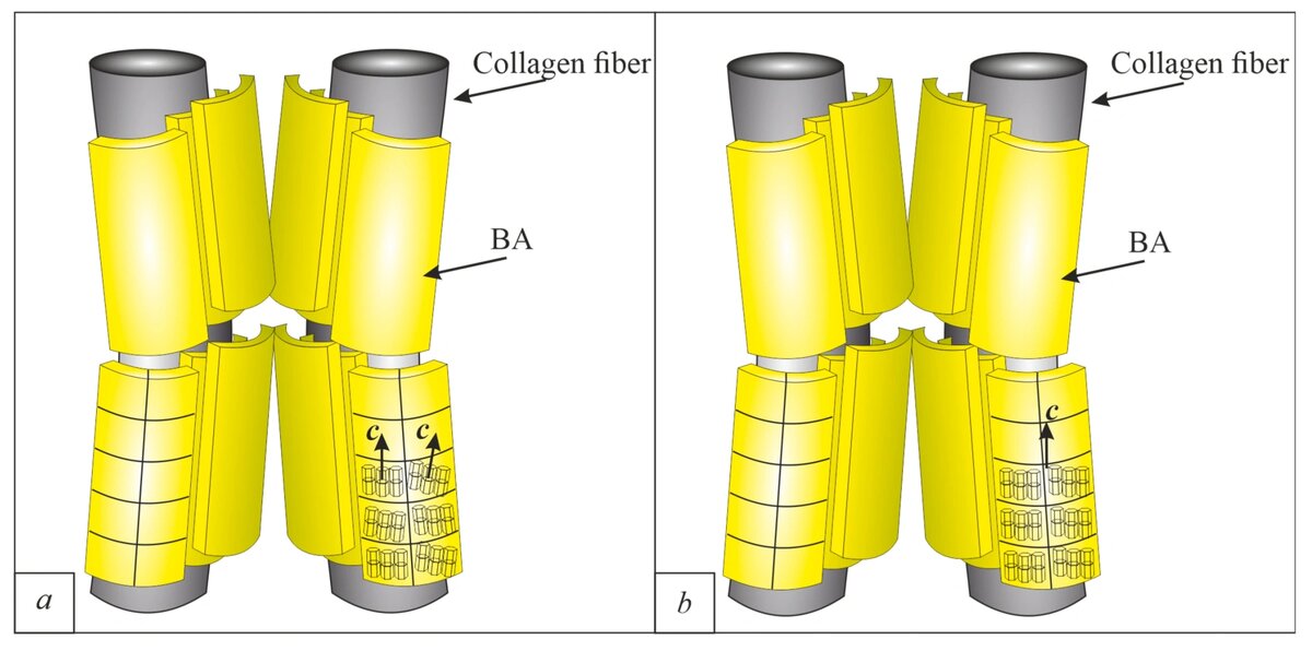 Ультраструктура апатита в кости: а — здоровая кость, б — остеопоротическая кость
Иллюстрация к статье