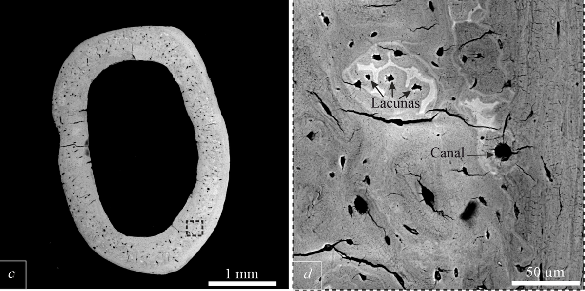 Иллюстрация к статье Изображения поперечного сечения бедренной кости: (a, b) — поперечное сечение здоровой кости; (c, d) — поперечное сечение кости с начальным остеопорозом