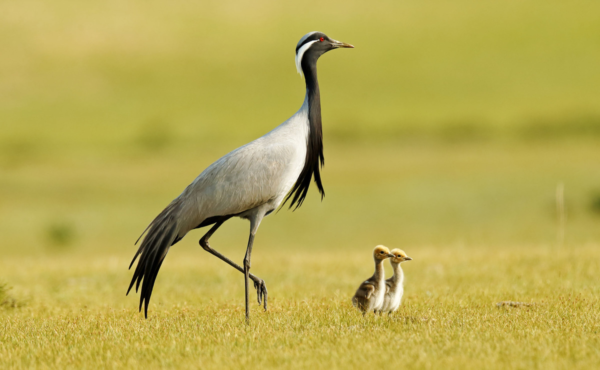 Маленькие журавли — большие путешественники: грация, скрытая в компактном размере.