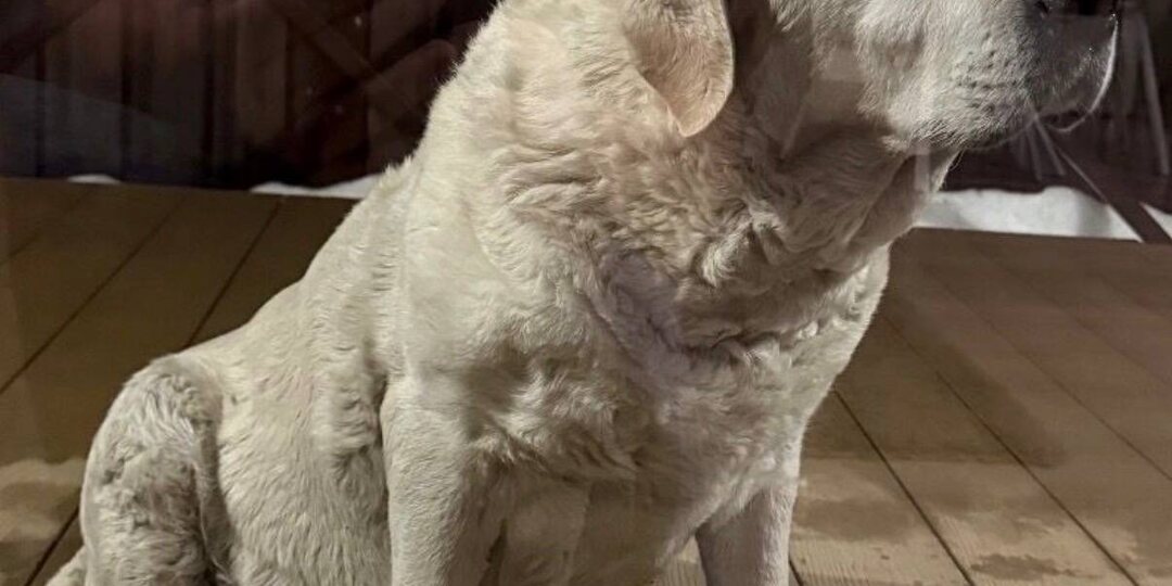 Найдена собака! Пожалуйста, максимальный репост