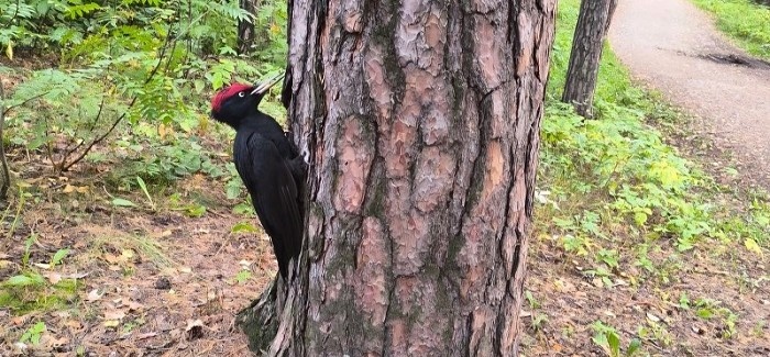 Наш проект «Спасти краснокнижного дятла» — победитель конкурса грантов Президента Российской Федерации