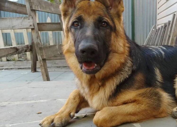 Пропала собака! Пожалуйста, максимальный репост