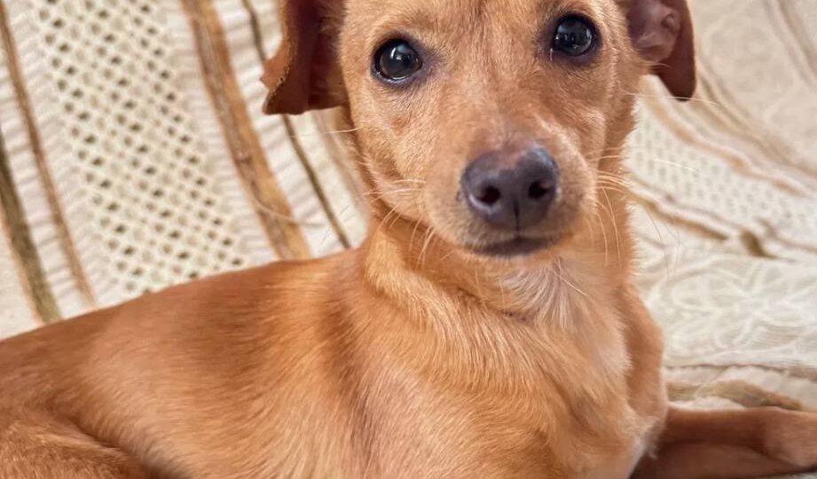 Пропала собака! Пожалуйста, максимальный репост