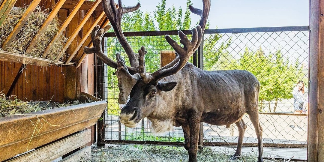 Северный олень: современник мамонтов, который не перестает удивлять
